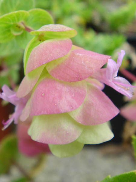 Origanum rotundifolium 'Barbara Tingey' photo